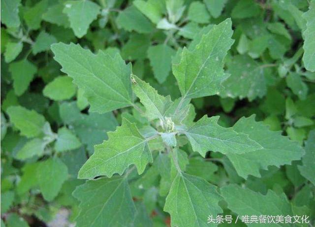 西安唯典小吃培训教您做野菜（十九）灰灰菜